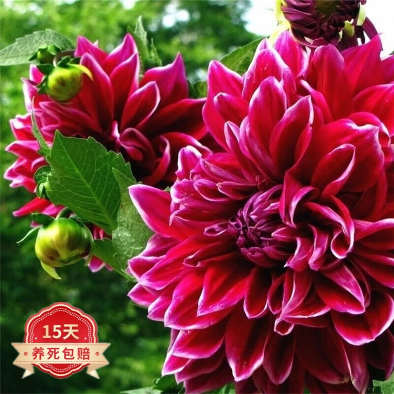 浩胜  大丽花花苗地瓜花苗球根花卉庭院种植大丽花苗盆栽植物 大丽花种球 3个颜色随机 不含盆