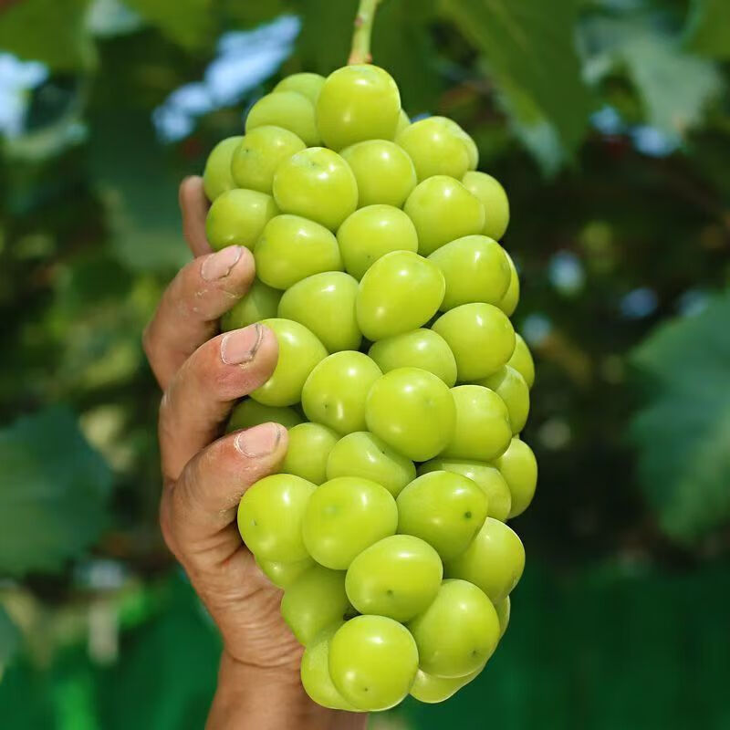 千园九味【顺丰到家】山西阳光玫瑰葡萄新鲜水果晴王提子玫瑰香葡萄 现摘净重4斤-顺丰