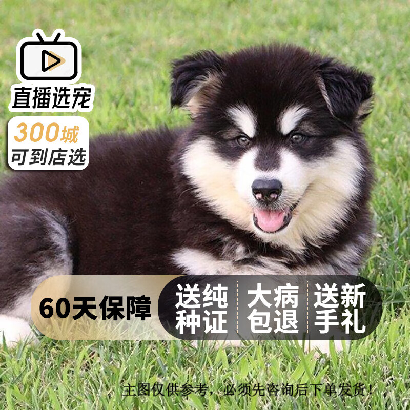 旺狗财猫阿拉斯加犬幼犬幼崽纯种宠物狗阿拉斯加犬大型犬 宠物级 a 公