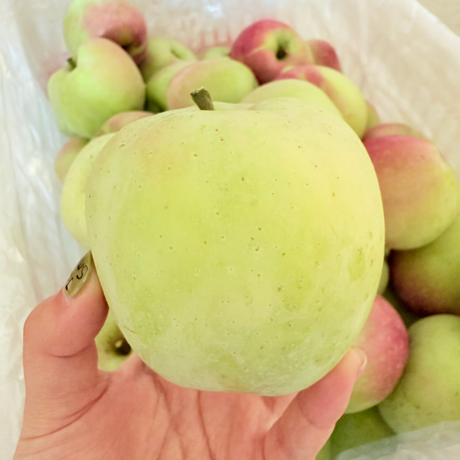 暖欣果（NUANXINGUO）东北正宗老树印度青苹果纯甜哏无酸丑苹果新鲜礼盒生鲜时令水果 5斤超大果（单果250g+)