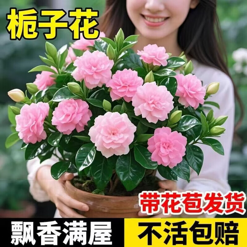 浓香型四季开花室内牡丹栀子花盆栽花卉阳台绿植