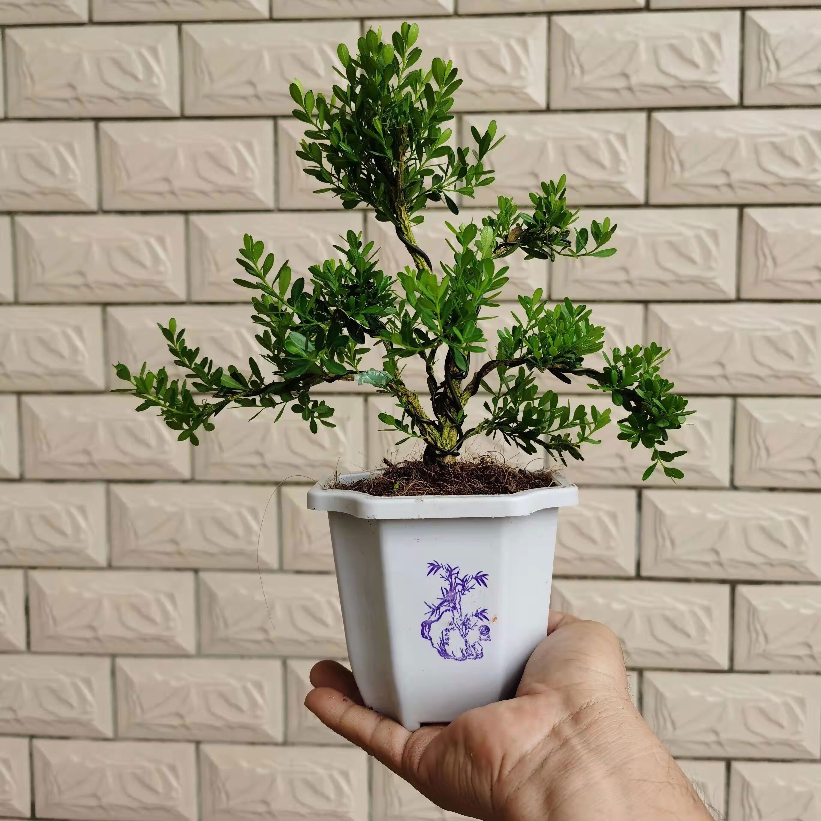 广东皱皮雀舌小叶黄杨绿植盆栽一物一拍老桩常青客厅好养造型盆景