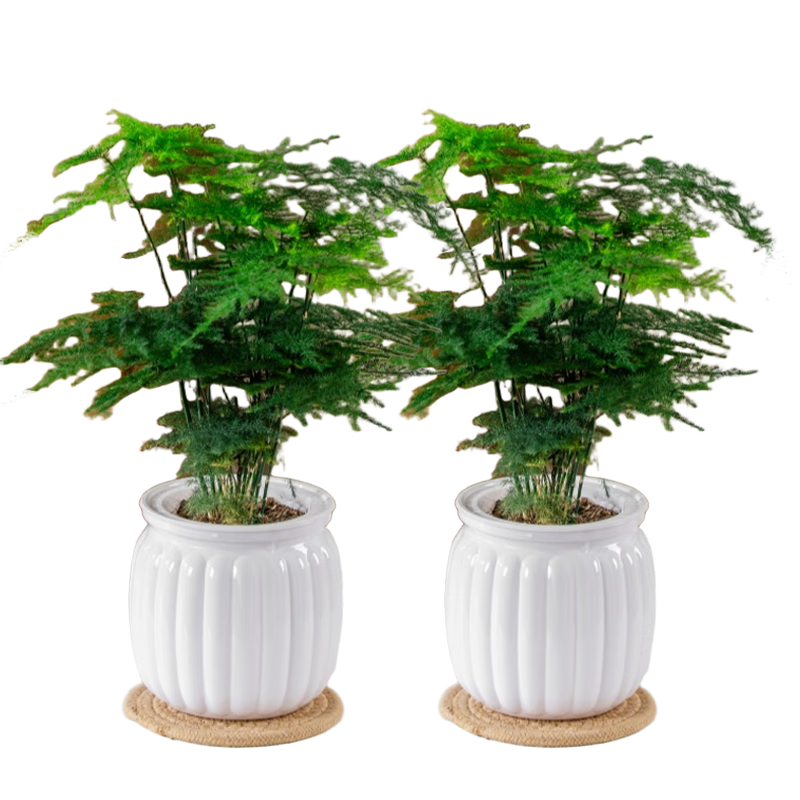 植导引力文竹绿植小盆栽四季常青室内桌面花卉植物 【2盆】文竹+轻奢灰自吸盆