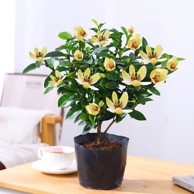 抗寒含笑花苗盆栽带花苞发货浓香型花卉四季常青植物庭院阳台 含笑4年