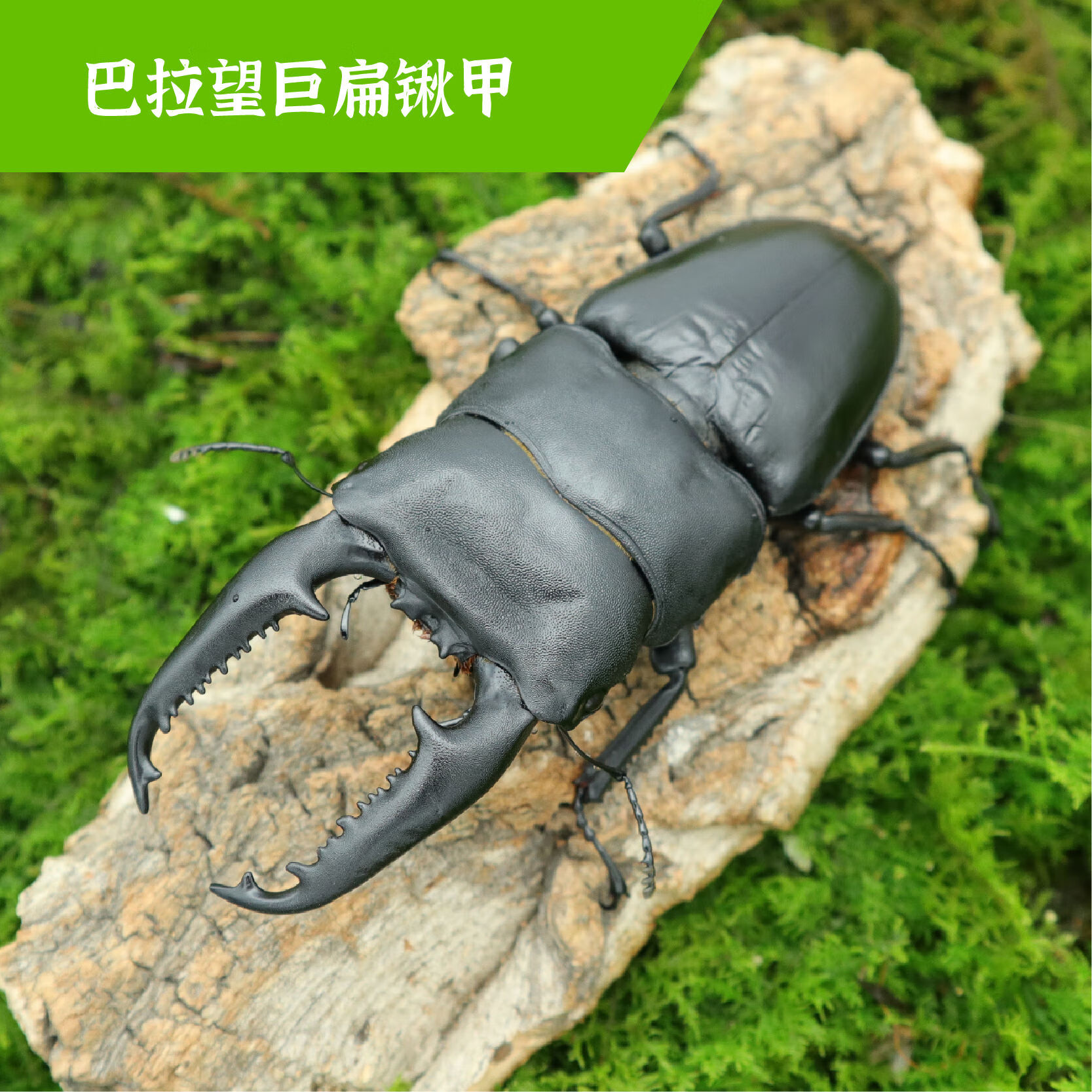 牧野虫社巴拉望巨扁锹甲爬宠甲虫活虫昆虫小型爬行宠物甲壳虫幼虫