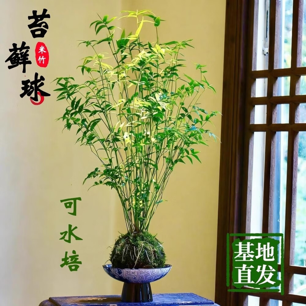 劉閣蘭花米竹紅觀音竹苔蘚球水培盆景3年老樁苗 9.95元 - 86线报