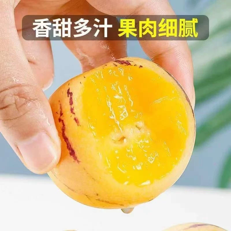 盛觅 人参果云南石林人参果新鲜现摘应季黄肉心孕妇水果香甜整箱 人参果4.5斤净重4斤单果50-80g 自有果园