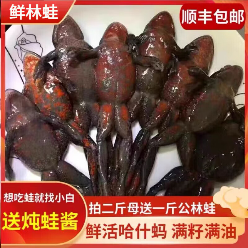 北京同仁堂活林蛙东北哈士蟆鲜活红肚蛤蟆哈什蚂全母全籽活体石蛤蟆