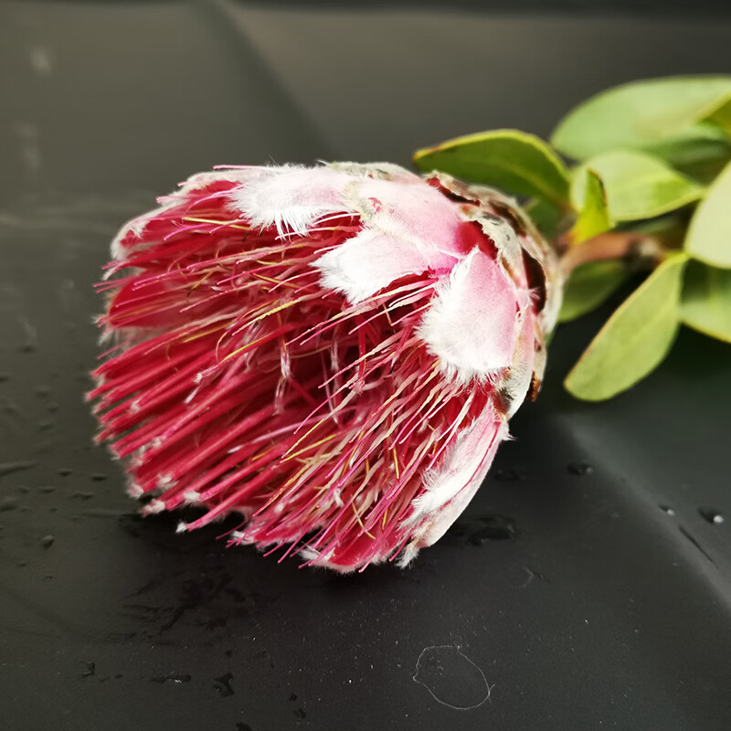 麦桑荷南非进口帝王花公主皇后家庭婚礼礼品花束花期长可做干花 红色