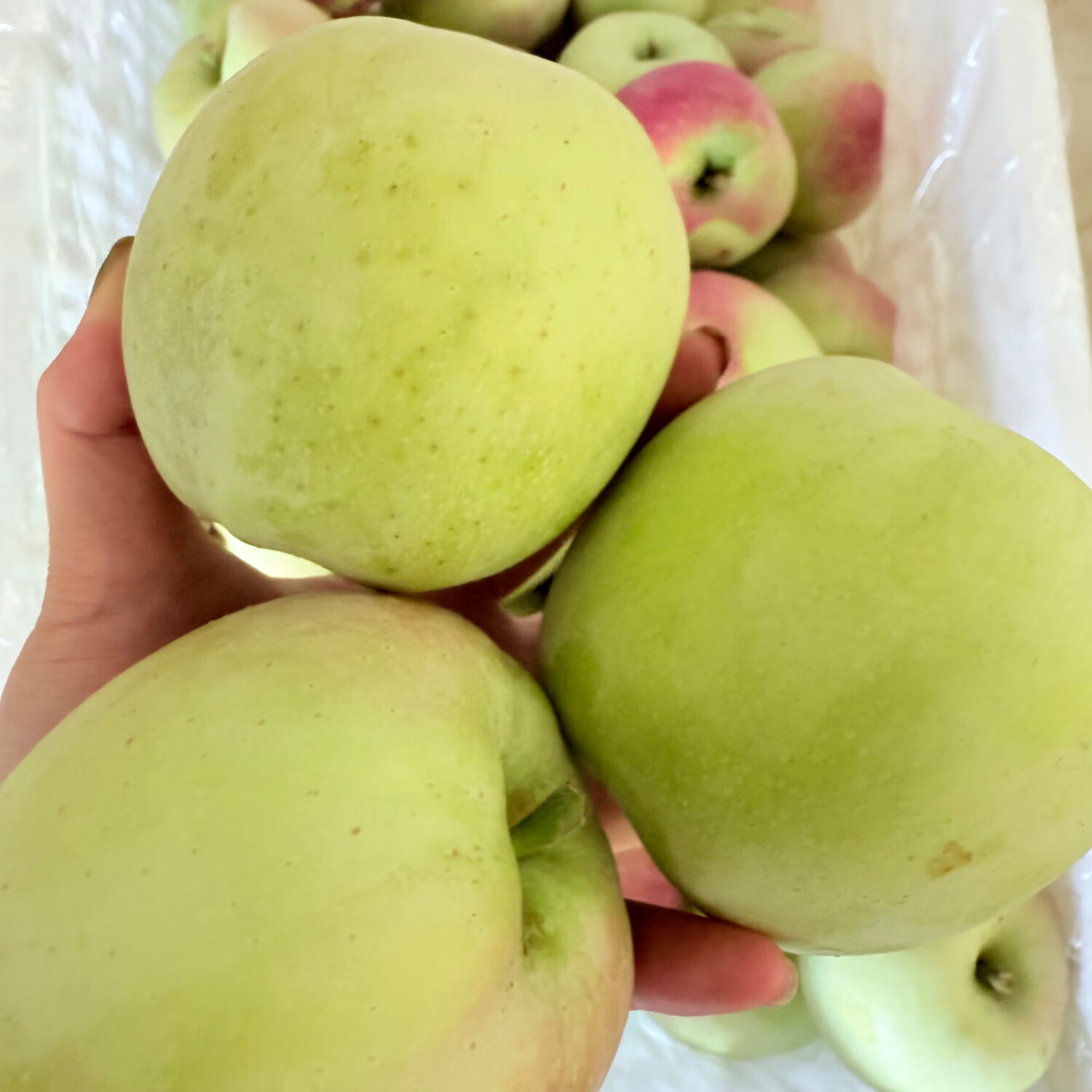 暖欣果（NUANXINGUO）东北正宗老树印度青苹果纯甜哏无酸丑苹果新鲜礼盒生鲜时令水果 5斤超大果（单果250g+)