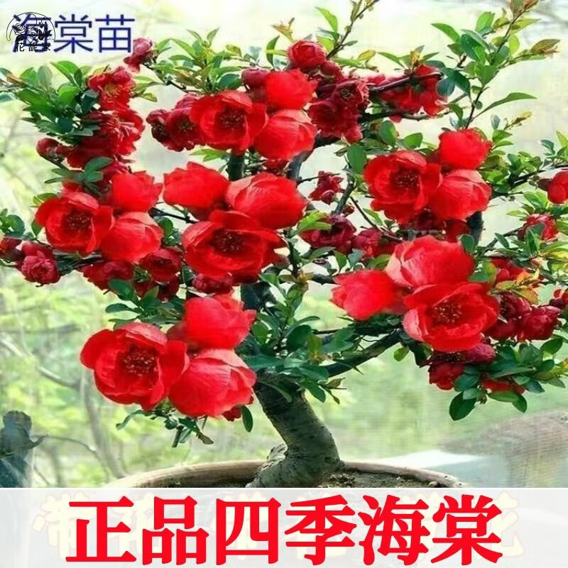 旺园兴正品重瓣长海棠花盆景海棠老桩庭院植物冬季耐寒四季阳台花卉 【原盆原土】长寿海棠花十年苗（精品老桩 开花成景）