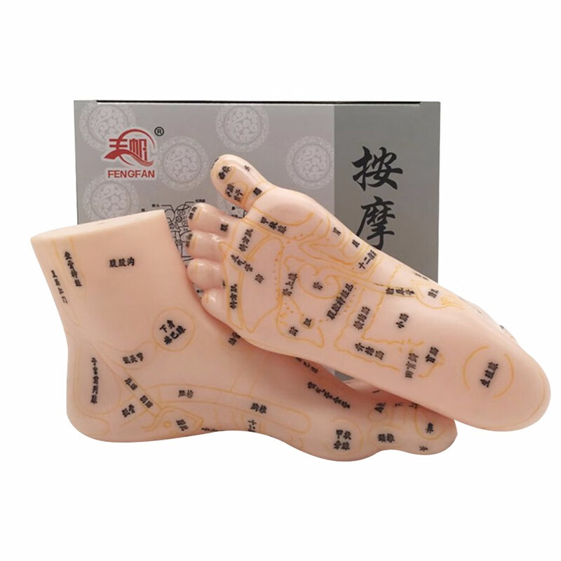 丰帆手足耳按摩模型脚部足部反射区模型按摩针灸艾灸穴位针灸模型 20