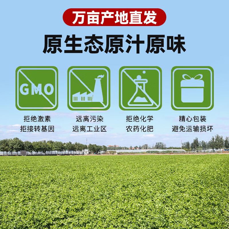 采芹轩【平度馆】马家沟芹菜青岛特产新鲜蔬菜空心嫩黄菜芯生鲜有机蔬菜 2斤经典玻璃脆菜芯【含手提袋】