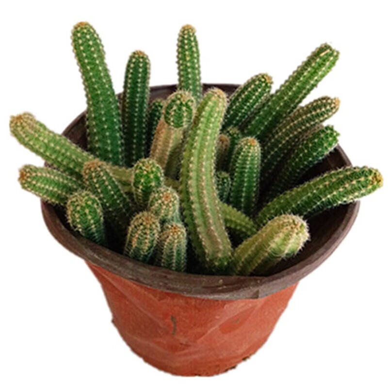 仙人指仙人掌开花毛毛虫多肉植物可以开花的仙人掌桌面盆栽 不含 仙人