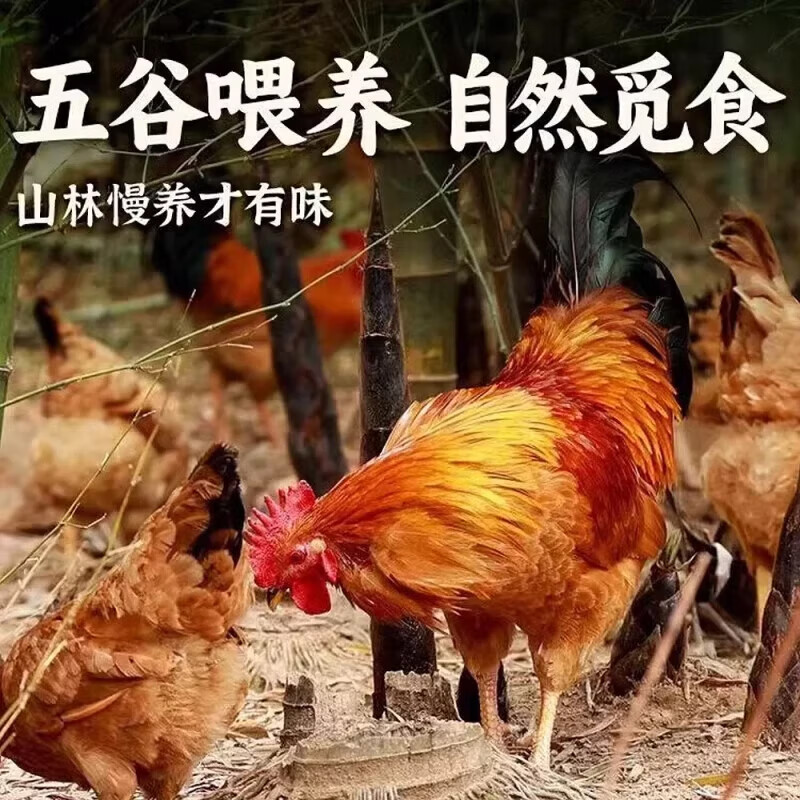 岽鲜农家散养土公鸡肉新鲜青脚黄鸡黑凤大公鸡土鸡走地鸡整鸡鸡肉生鲜 黄脚大公鸡发1只 4斤/只 送料包