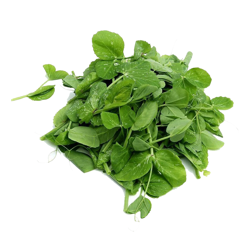 京觅四川新鲜露水豌豆尖净重3斤 豌豆苗菜脆甜嫩新鲜现摘源头直发包邮