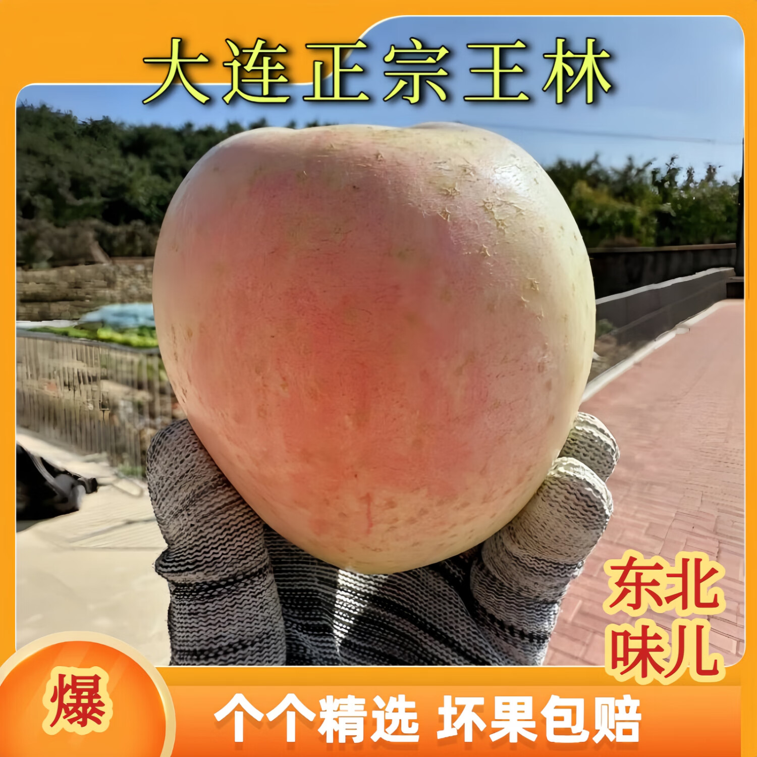 鲜姿东北大连王林苹果水果新鲜黄苹果当季整箱水果 净重4.5斤小果(单果65-70mm)