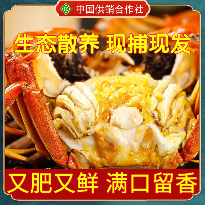 稻田河蟹鲜活【活蟹】盘锦稻田蟹 手工挑选无绳净重顺丰特快包邮 全母蟹丨1.4-1.6两【礼盒装】12只