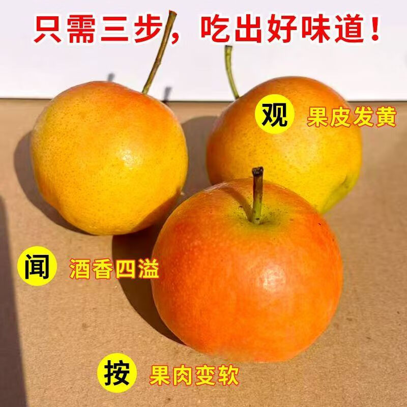 千园九味东北南果梨 正宗新鲜应季水果梨子东北当季生鲜南国梨香酥梨 南果梨精选5斤24枚