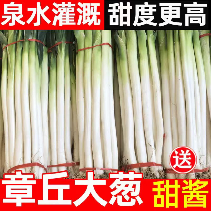 风筝王章丘大葱 生鲜山东特产大葱脆嫩爽口山东章丘蔬菜甜葱 送甜酱 章丘大葱9斤 京东折扣/优惠券