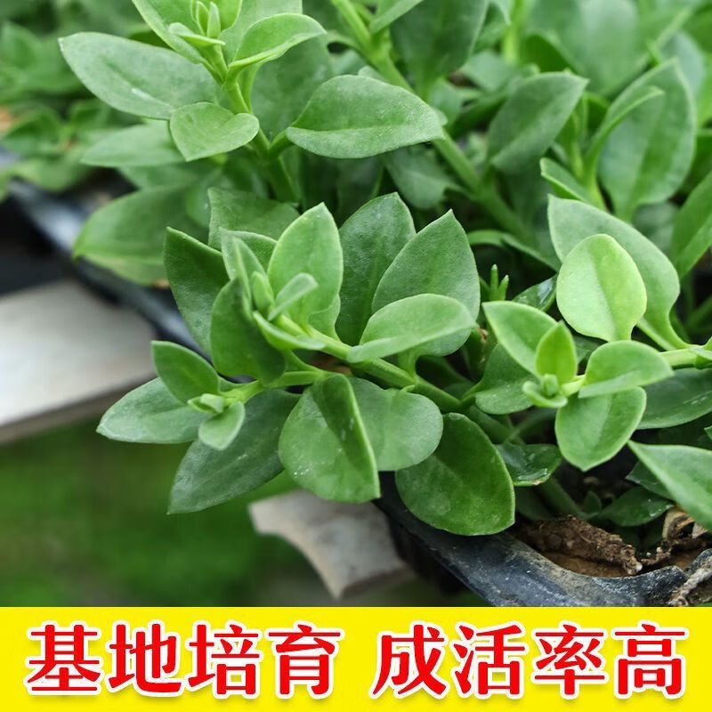 田七种苗秧苗食用穿心莲菜特色菜三七花卉四季室内阳台盆栽苗 田七