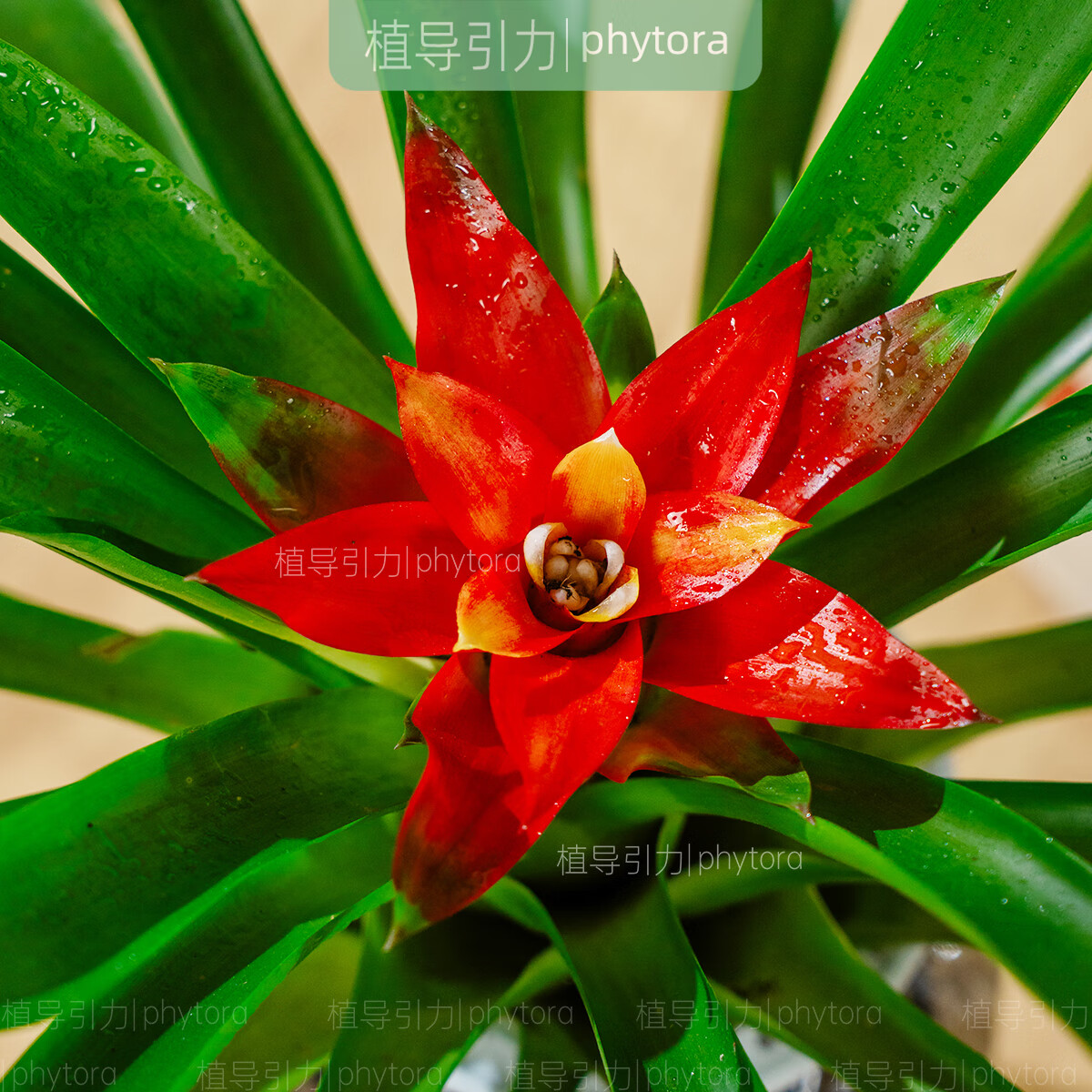 植导引力鸿运当头小红星盆栽室内招财好养花卉绿植 【2盆】小红星+菱格自吸盆