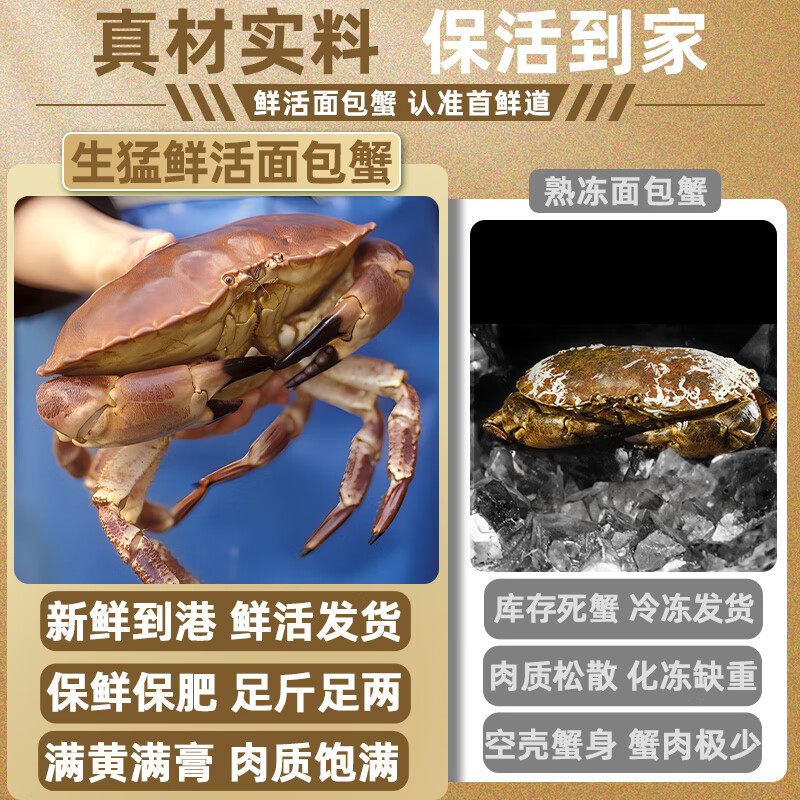 首鮮道【活蟹】面 面包蟹鮮活超大黃金蟹母蟹鮮活帝王蟹新鮮海螃蟹特大 500-600g*1祇【活蟹 面 面包蟹】