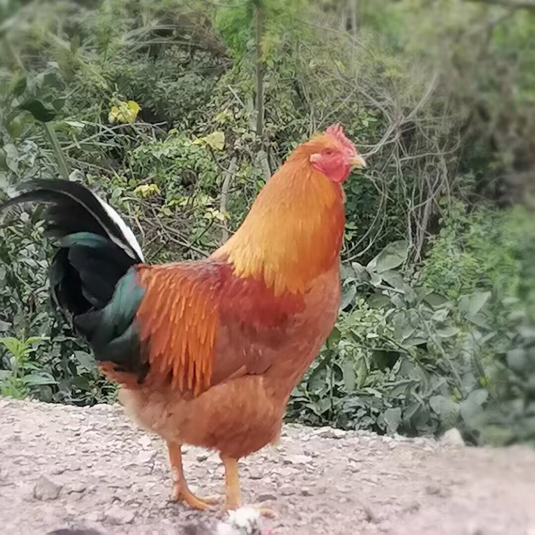 象山海岛农家果园散养土鸡阉鸡走地鸡 净重5.5斤以上