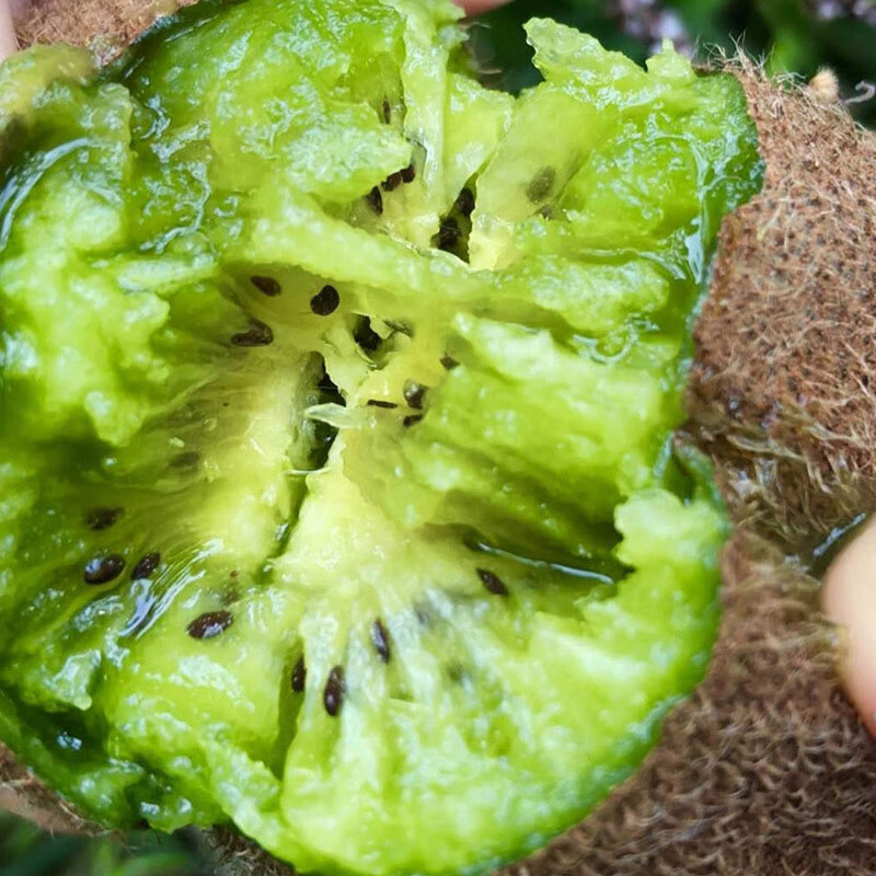 花三岁贵长猕猴桃奇异果贵州修文猕猴桃绿心应季水果当季新鲜猕猴桃礼盒 12枚(单个50~70g)彩箱装