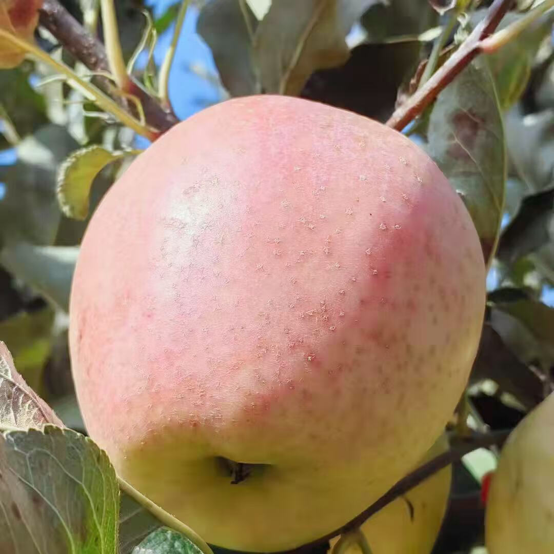 鲜姿东北大连王林苹果水果新鲜黄苹果当季整箱水果 净重4.5斤小果(单果65-70mm)