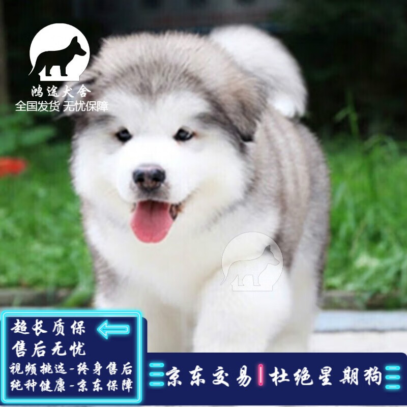 阿拉斯加犬烟灰色 阿拉斯加犬 幼犬 纯正阿拉斯加雪橇犬 全国发货