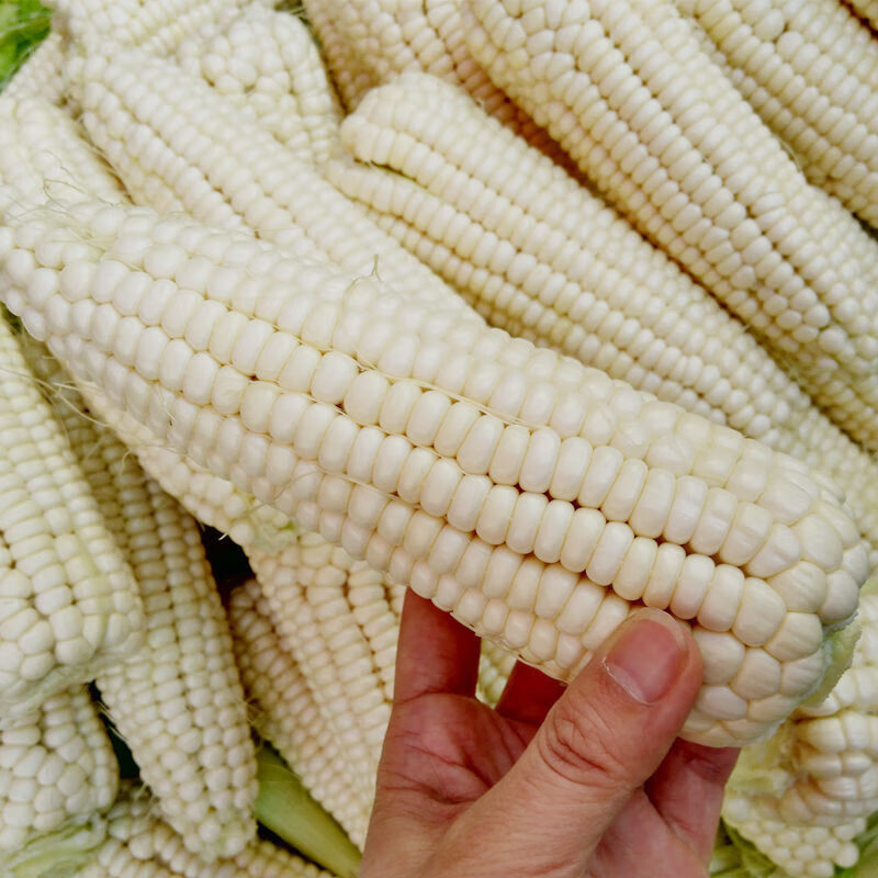 滇園（dianyuan）云南新貨新鮮玉米甜糯玉米白粘牛奶玉米棒高山農(nóng)家種植現(xiàn)摘 新鮮現(xiàn)采白糯牛奶玉米3斤裝