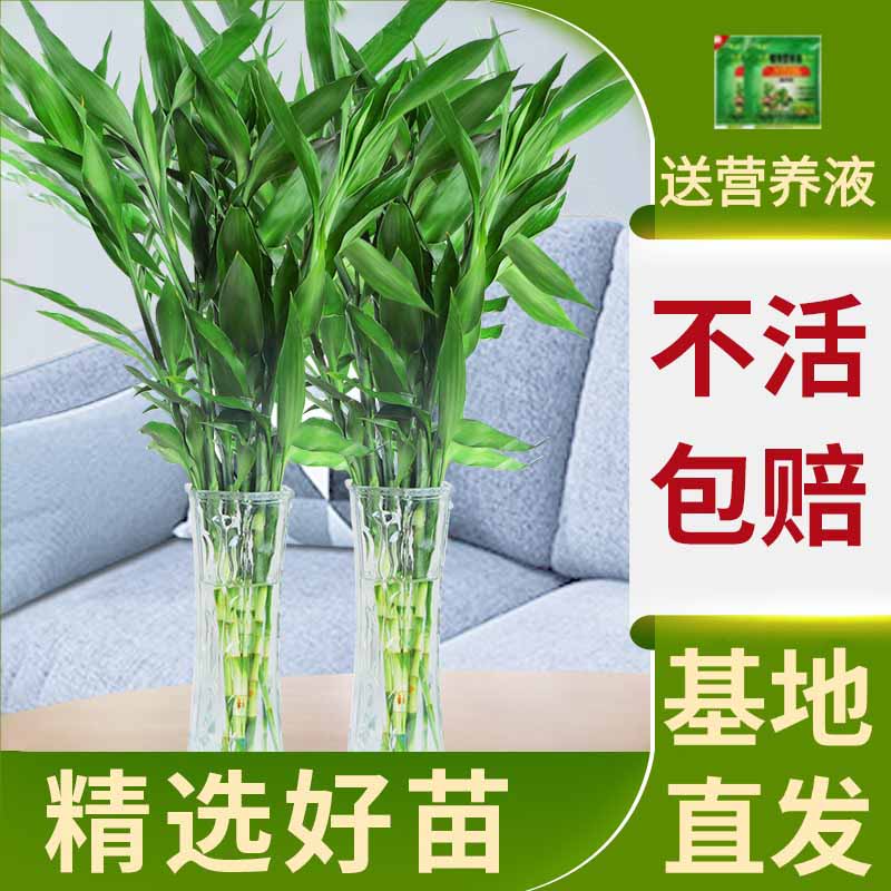 富贵竹水培植物客厅招财粗杆节节高水养竹子绿植花卉植物室内花 富贵竹66-76cm+6颗(送营养液)