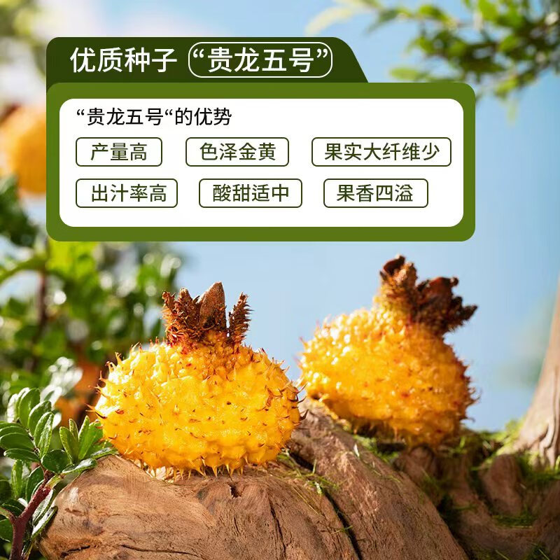 C味·C位贵州100%鲜果压榨NFC有机刺梨原液益生元刺梨汁维C果汁50ml*10袋 100%纯原液4盒(50ml*40袋)