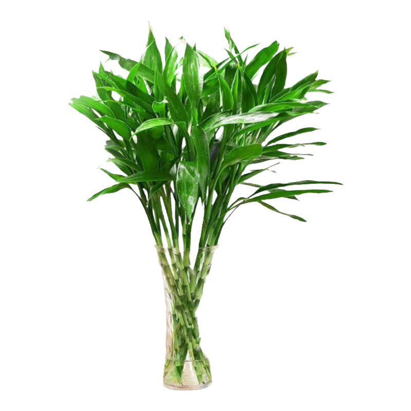 ҶתˮļвƸֲ ҶҶ60cm10+ӪҺ