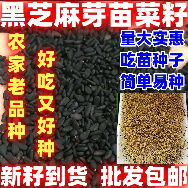 好吃吃蔬菜种子四季播简单易种养生蔬菜籽 黑芝麻芽苗菜籽