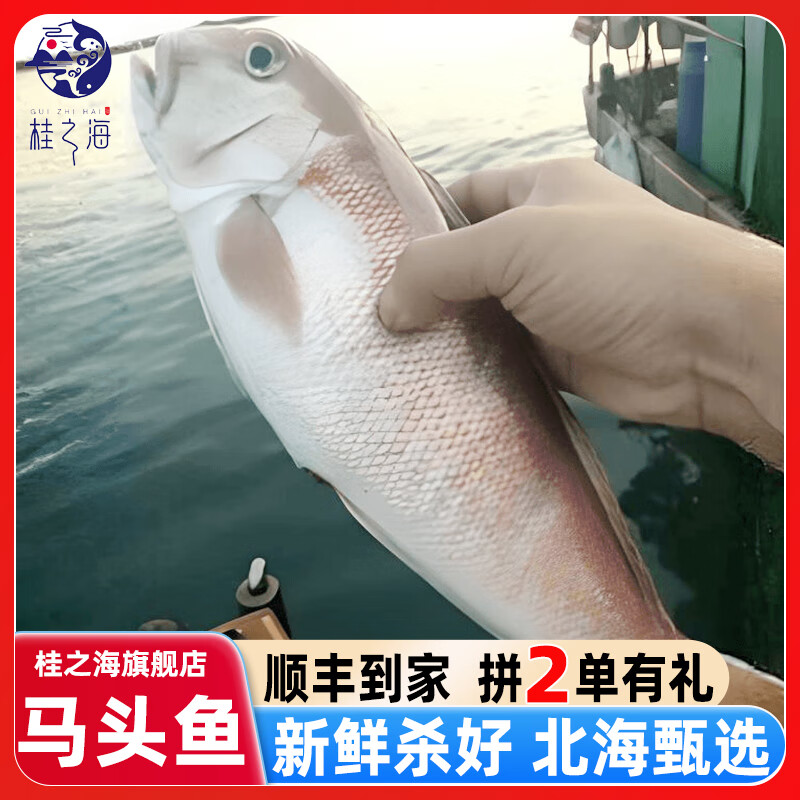 桂之海 桂广西马头鱼新鲜冷冻深海鱼去鳞鳃去内脏免处理特大号甘鲷鱼方头鱼 3条（420-500克/条）新鲜杀好
