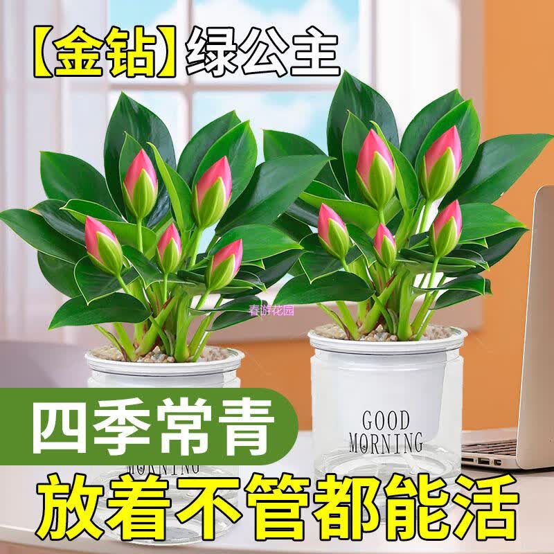 吸甲醛金钻绿公主开花盆栽水培四季常青净化空气好养易活耐寒热 红色/-小幼苗一颗-3年后开