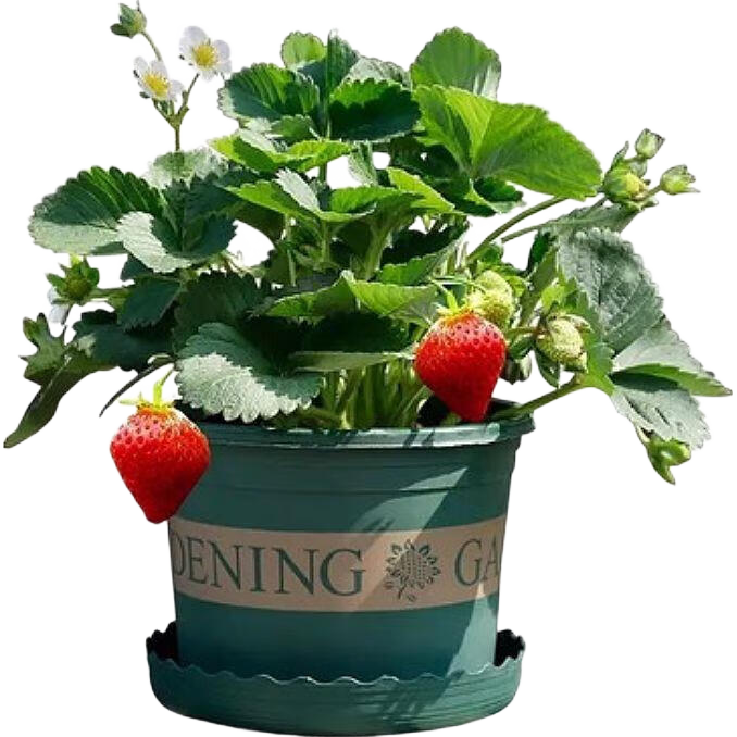 ԭ���ݮ�����Դ�����������������ʳ�ú���ţ�̲�ݮ����̨���� 3��������Ժá����������� 15cm(��)-30cm(����)