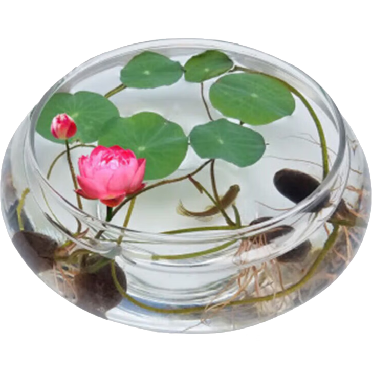 ���ڲ�������������˯������ˮ�໨����ֲ���Ժɻ�˯���������ļ����ֿ��� ��ɫ����30��+Ӫ��Һ+������ 17.8Ԫ