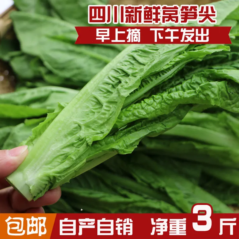 四川新鲜蔬菜 窝笋尖 刷火锅凤尾农民自产 自销莴笋叶 3斤装包邮 净重3斤装