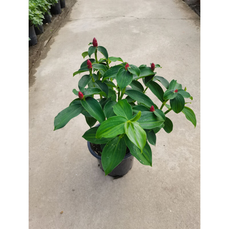 醉春木红姜花姜荷花香姜花火炬姜闭鞘姜盆栽广商陆当年开花绿植鲜花