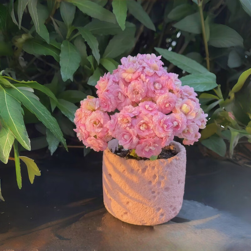 OYKTN海天霞长寿花粉色重瓣开花多肉植物办公室内阳台绿植花卉盆栽好养 海天霞粉色长寿花 樱粉太空盆+托盘