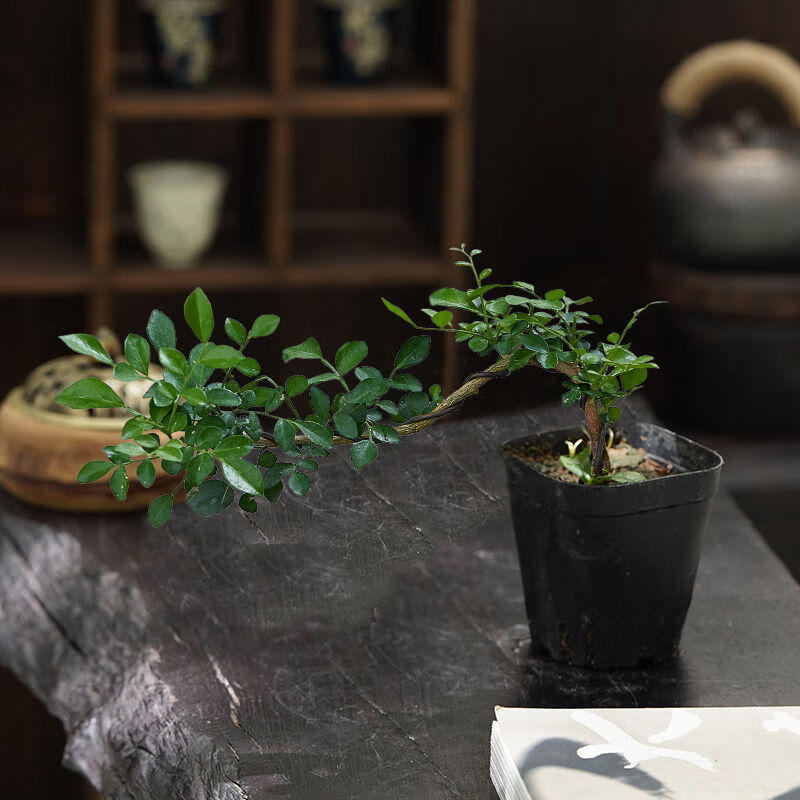 OYKTN小叶飘枝九里香盆栽中式盆景室内办公室书房植物四季常青装饰摆件 悬崖飘枝九里香【原盆土发货】