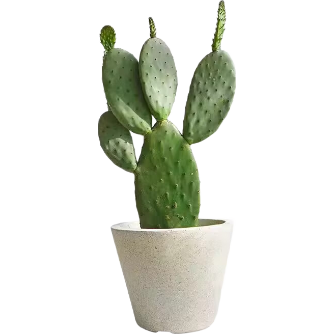 ��������������ī�����װ�����ʳ��ҩ�������ƶ�����ֲ�����ֲ ������2Ƭһ�� 8.9Ԫ