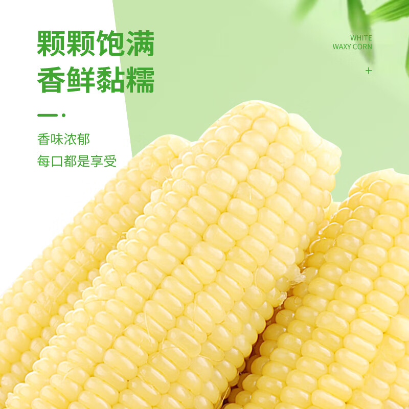 珍谷诱惑25年东北糯玉米新玉米黄糯玉米棒早餐玉米粗粮代餐零食 白糯玉米12支【单支180g以上】