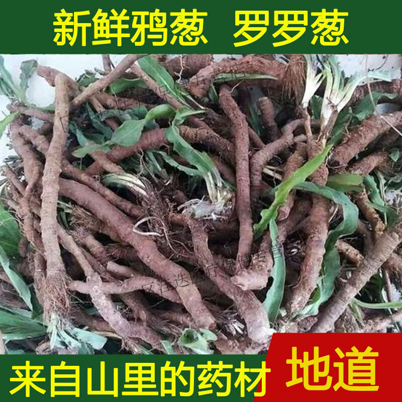 罗葱兔儿奶皱叶桃叶鸦葱 中药材 野生鸦葱现挖现发新鲜整颗全草500克