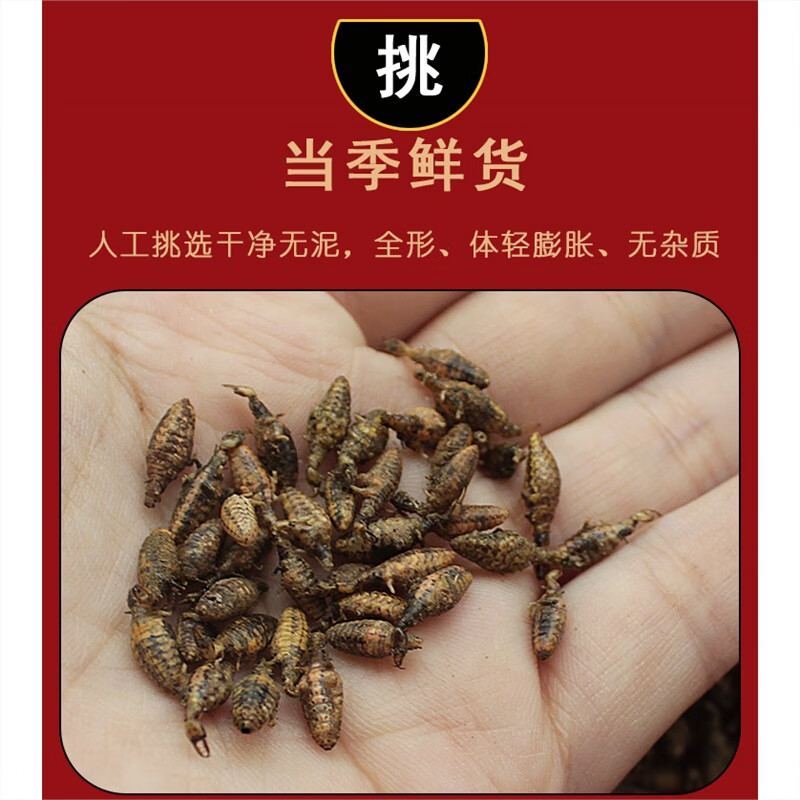 正宗金沙牛中药材正宗金砂牛倒行狗子睡虫干净野生地牯牛蚁狮 金沙牛 5g*1罐
