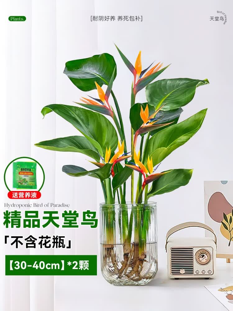 苏沥水培天堂鸟植物室内好养小型懒人办公室桌面绿植花卉鹤 水培天堂鸟30-40厘米 2颗+营养液（不含瓶）