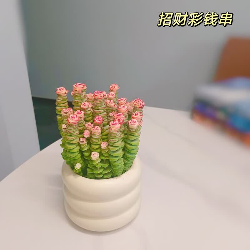 iosn钱串桌面小盆栽招财多肉植物办公室内阳台防辐射绿植懒人花好养活 招财10头彩钱串锦+甜甜圈盆(接水盘)